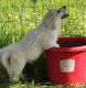Great Pyrenees Puppies for sale in Old Town, FL 32680, USA. price: NA
