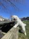 Great Pyrenees Puppies for sale in 910 St Andrews Dr, Murfreesboro, TN 37128, USA. price: NA