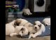 Great Pyrenees Puppies for sale in Fort Smith, AR, USA. price: $200