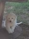 Great Pyrenees Puppies for sale in Linden, IA 50146, USA. price: NA