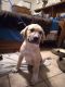 Great Pyrenees Puppies for sale in TX-121, Bonham, TX, USA. price: NA