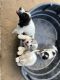 Great Pyrenees Puppies for sale in Perris, CA, USA. price: $300