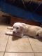 Great Pyrenees Puppies for sale in TX-121, Bonham, TX, USA. price: $50