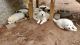Great Pyrenees Puppies for sale in Grantsburg, WI 54840, USA. price: NA