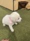 Great Pyrenees Puppies for sale in Longview, TX 75605, USA. price: NA