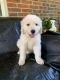 Great Pyrenees Puppies for sale in Tulsa, OK, USA. price: $300