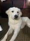 Great Pyrenees Puppies for sale in Far Rockaway, Queens, NY, USA. price: $3,000