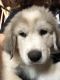 Great Pyrenees Puppies for sale in Clarksville, TN, USA. price: NA