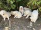 Great Pyrenees Puppies for sale in Amity, OR 97101, USA. price: $350