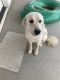 Great Pyrenees Puppies for sale in Queen Creek, AZ, USA. price: $1