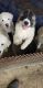 Great Pyrenees Puppies for sale in Hephzibah-Keysville Rd, Georgia, USA. price: $150