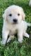 Great Pyrenees Puppies for sale in West Lafayette, IN, USA. price: $500