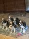 Great Pyrenees Puppies for sale in Monroeville, NJ 08343, USA. price: $2,000