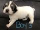 Great Pyrenees Puppies for sale in Brandenburg, KY 40108, USA. price: NA
