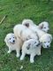 Great Pyrenees Puppies for sale in Ruther Glen, VA 22546, USA. price: $250
