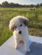 Great Pyrenees Puppies for sale in Old Town, FL 32680, USA. price: $400