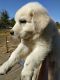 Great Pyrenees Puppies for sale in Alvarado, TX 76009, USA. price: $250