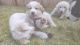 Great Pyrenees Puppies for sale in Tumwater, WA 98512, USA. price: $500
