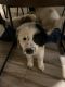 Great Pyrenees Puppies for sale in Tampa, FL, USA. price: $300