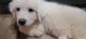 Great Pyrenees Puppies for sale in Salem, VA 24153, USA. price: NA