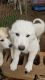 Great Pyrenees Puppies for sale in Spartanburg, SC, USA. price: NA