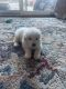 Great Pyrenees Puppies for sale in Chula Vista, CA, USA. price: NA