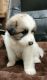 Great Pyrenees Puppies for sale in Rossiter, PA 15772, USA. price: NA