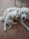 Great Pyrenees Puppies for sale in Pacolet, SC 29372, USA. price: $300