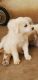 Great Pyrenees Puppies for sale in Jurupa Valley, CA, USA. price: $400