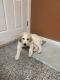 Great Pyrenees Puppies for sale in Aurora, CO, USA. price: $1,500
