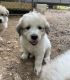 Great Pyrenees Puppies for sale in Albemarle, NC, USA. price: $400