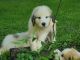 Great Pyrenees Puppies for sale in Readstown, WI 54652, USA. price: NA