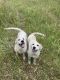 Great Pyrenees Puppies for sale in Bozeman, MT, USA. price: $900