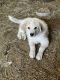 Great Pyrenees Puppies for sale in Brookfield Township, OH, USA. price: NA