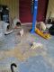 Great Pyrenees Puppies for sale in Troy, AL, USA. price: $600