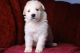 Great Pyrenees Puppies for sale in Sacramento, CA, USA. price: NA