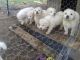 Great Pyrenees Puppies for sale in County Rd 5620, Sinkin Township, MO 63629, USA. price: NA