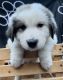 Great Pyrenees Puppies for sale in Midland, MI, USA. price: NA