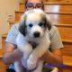 Great Pyrenees Puppies for sale in Potosi, WI 53820, USA. price: $650