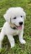 Great Pyrenees Puppies for sale in Albemarle, NC, USA. price: NA