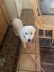 Great Pyrenees Puppies for sale in Pen Argyl, PA 18072, USA. price: NA