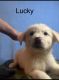 Great Pyrenees Puppies for sale in Reno, NV, USA. price: NA