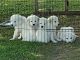 Great Pyrenees Puppies for sale in Midway, TN, USA. price: $450