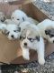 Great Pyrenees Puppies for sale in Amherst, OH, USA. price: NA