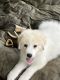 Great Pyrenees Puppies for sale in Jefferson, WI 53549, USA. price: $600