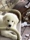 Great Pyrenees Puppies for sale in Jefferson, WI 53549, USA. price: $600