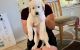 Great Pyrenees Puppies for sale in Devine, TX 78016, USA. price: NA