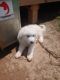 Great Pyrenees Puppies for sale in Springfield, TN 37172, USA. price: NA