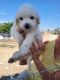 Great Pyrenees Puppies for sale in Yucca Valley, CA 92284, USA. price: $1,000