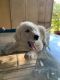Great Pyrenees Puppies for sale in Katy, TX, USA. price: NA
